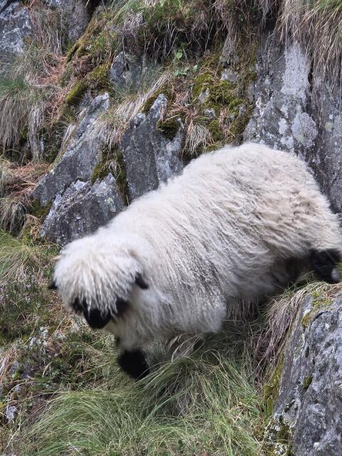 Walliser Schwarznasenschaf ohne Knieflecken vorne