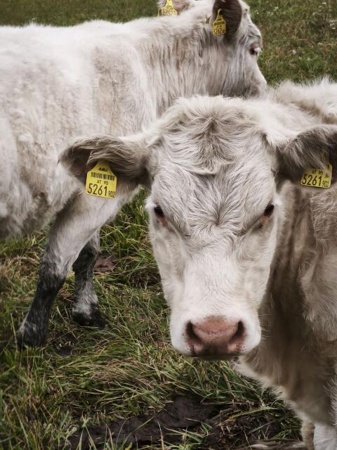 Charolais Jungkalbin