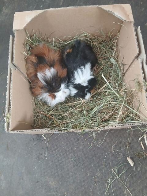 Meerschweinchen