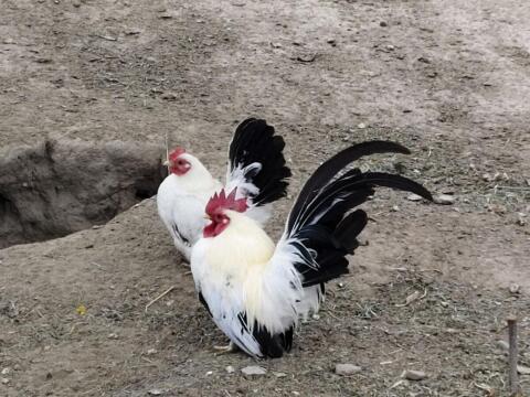 Chabo-Pärchen mit Küken