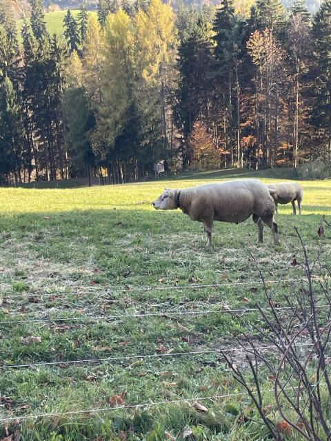 Texel-Widder Herdbuch