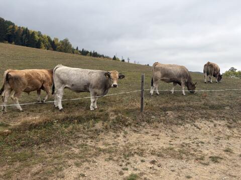 Verkaufe MB-Zuchtherde