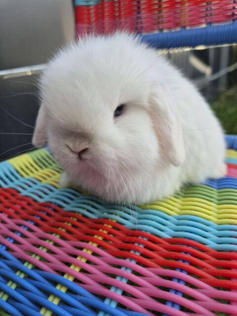 Mini Lop Nachwuchs Mäderl