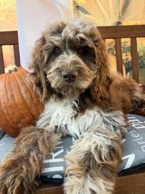 Cockerdoodle