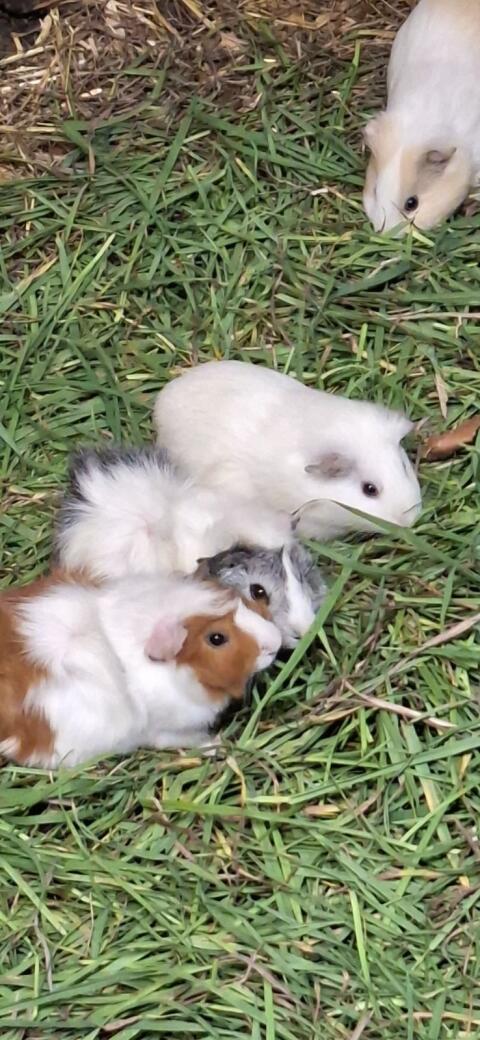 Meerschweinchen