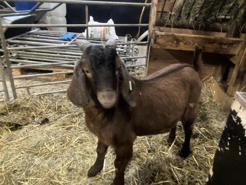 Burenziegenbock
