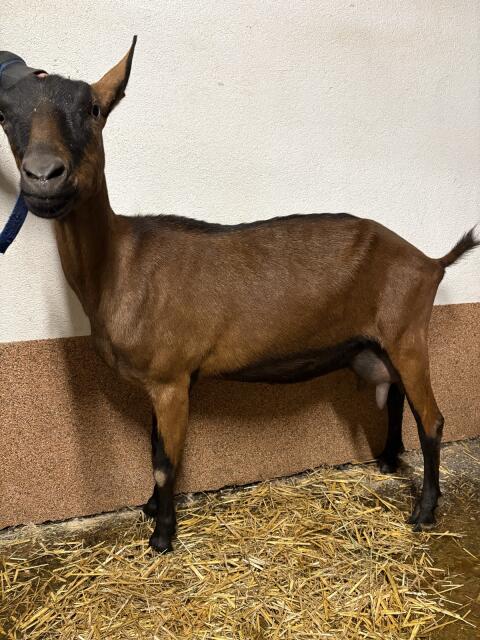 GGZ-Ziege