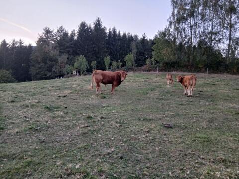 Limousin reinrassig