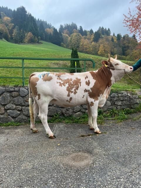 Verkaufe Bio-Kalbin mit Horn