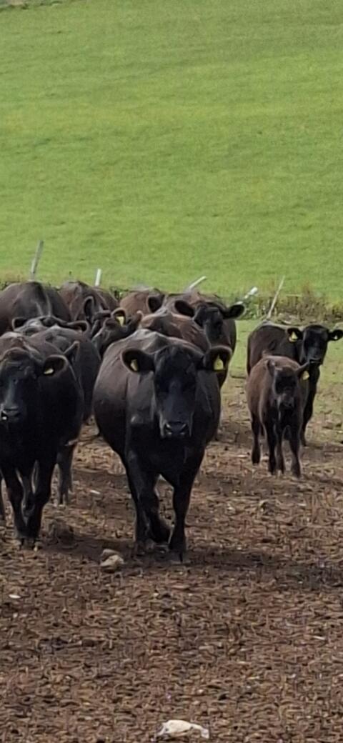 Aberdeen Angus