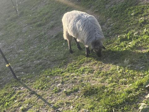 Alpiner Steinschaf-Widder