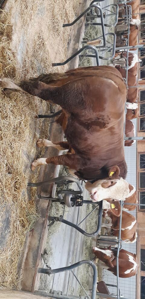 Verkaufe Stier