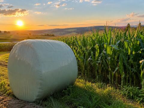Maissilageballen