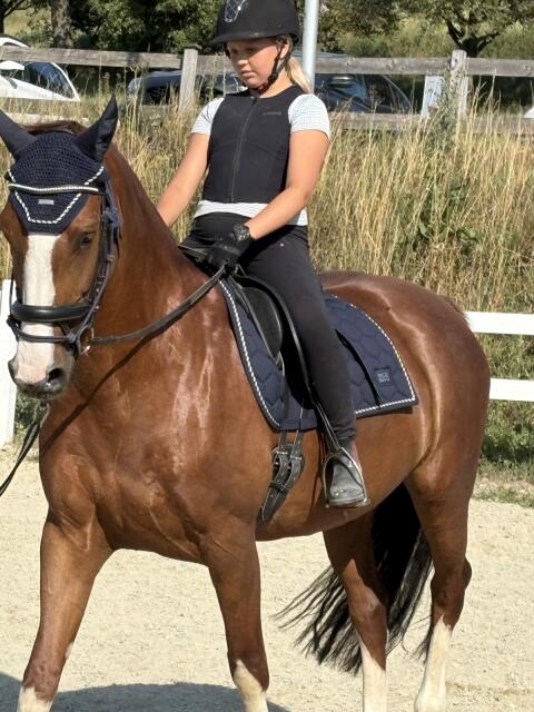 Freizeitpferd