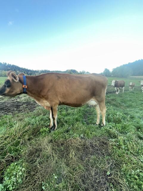 Bio-Jersey-Kuh wegen Betriebsaufgabe zu verkaufen