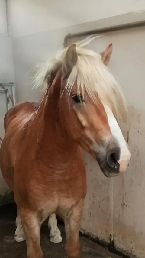 Haflinger