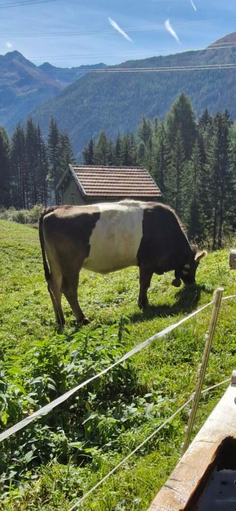 Gürtelkalbin