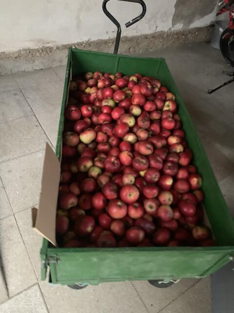 Äpfel zum Mostpressen