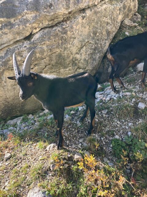 Aosta Kitzbock