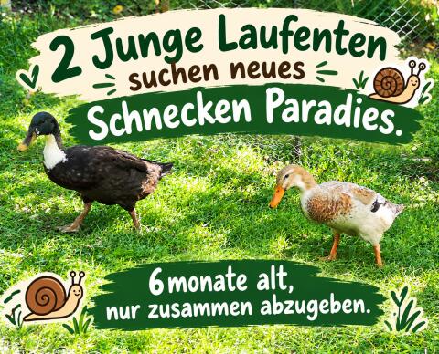 Laufenten