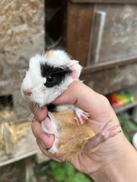 Meerschweinchen zu verschenken
