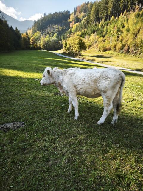 Charolais Jungkalbin