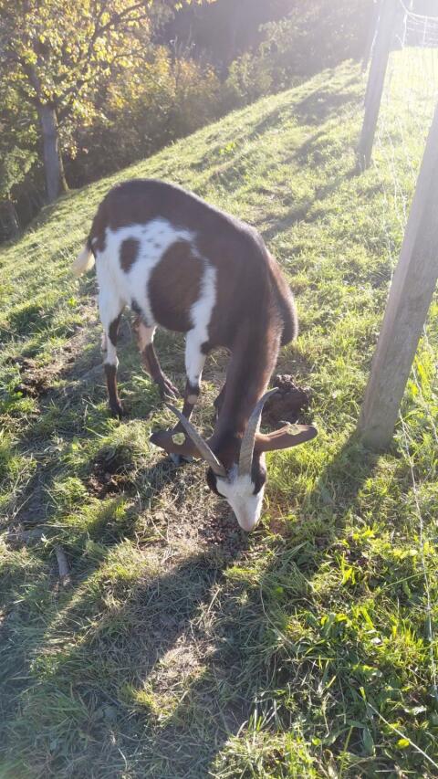 Ziege