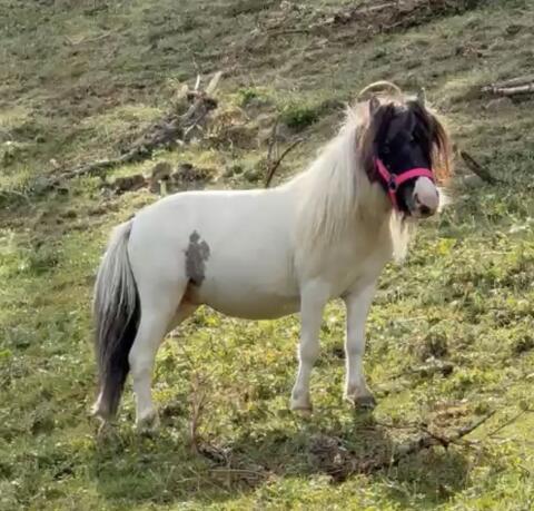 Minipony-Hengst