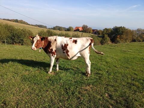 Holstein Bio-Kalbinnen