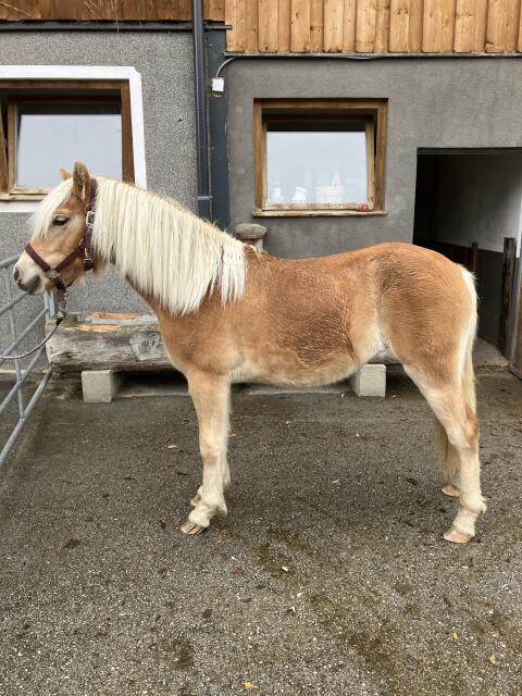 Haflinger Stute