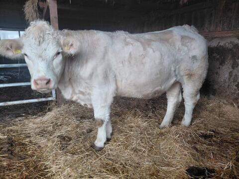 Charolais-Kalbin