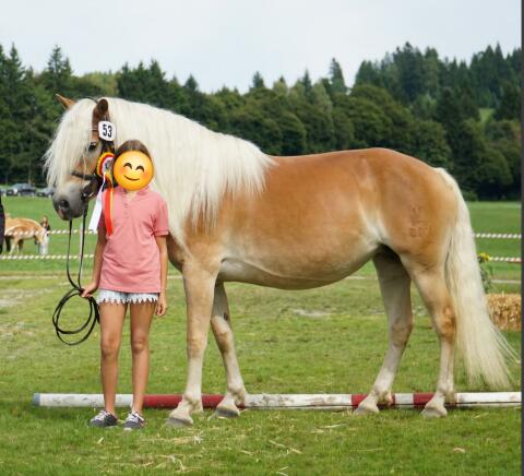 Haflinger Stute