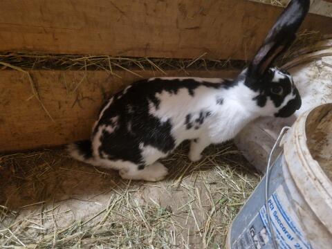 Junge Hasen/Kaninchen, 5 Monate alt