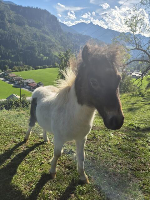 Lucky Luke sucht ein Zuhause