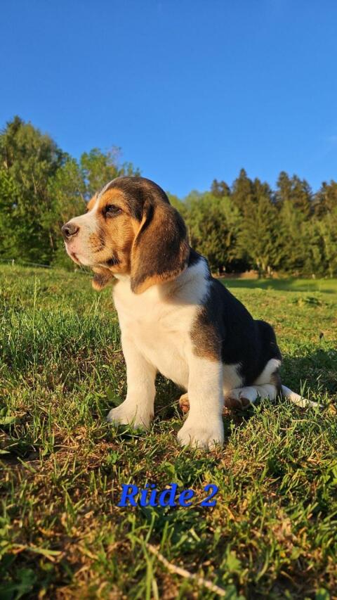 Beagle-Welpen