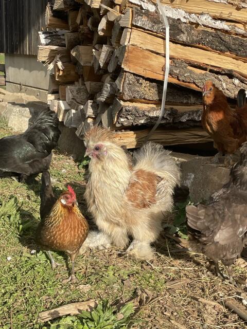Seidenhuhn, Seidenhahn, Zwerghahn, Seidengockl, Seidengockerl