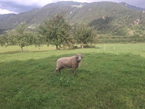 Alpine Steinschaf Widder