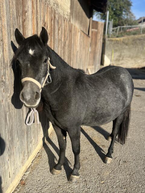 Süße Ponystute