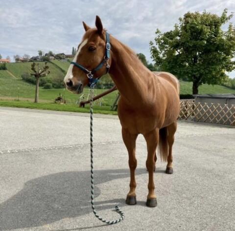 Paint Horse Wallach