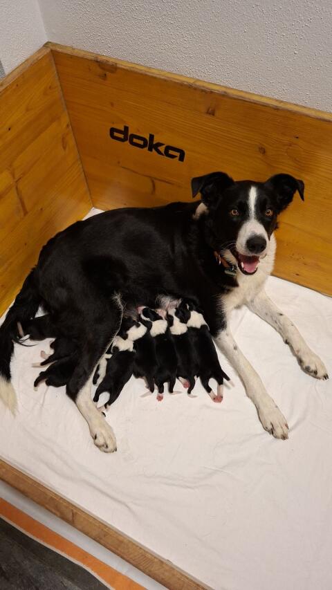 Reinrassige Border Collie Welpen