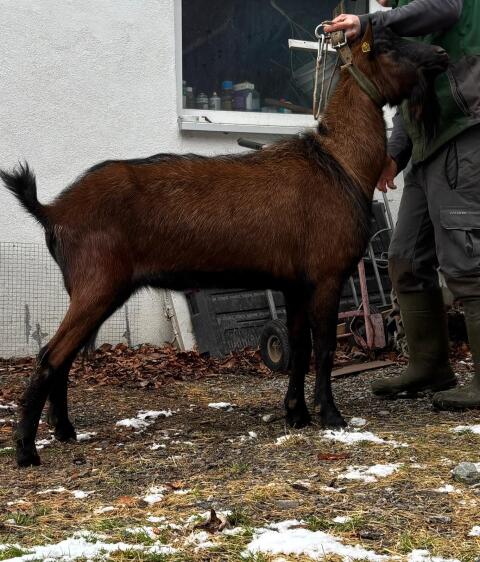 GGZ-Bock Rocky