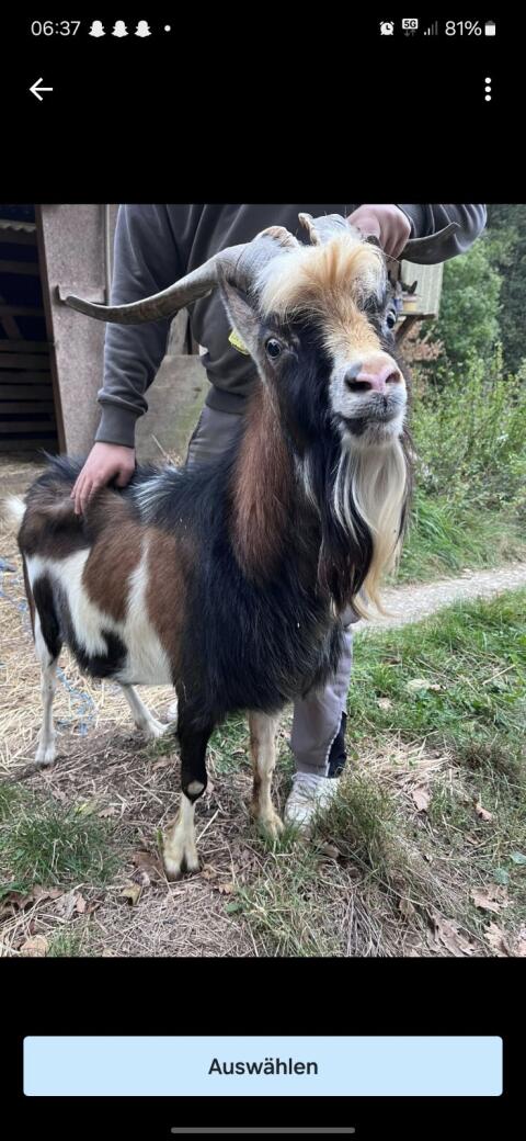 Steirischer Scheckenziegenbock