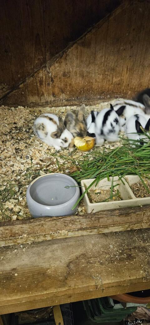 Scheckenkaninchen