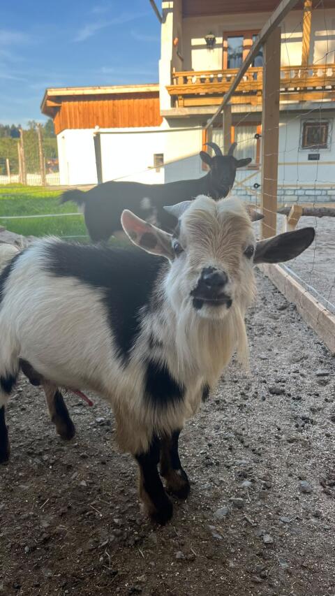 Mini-Zwergziegenbock