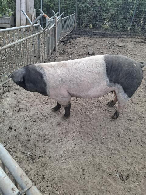 Zuchtschwein