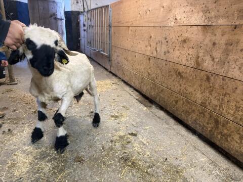 Verkaufe Walliser Widder