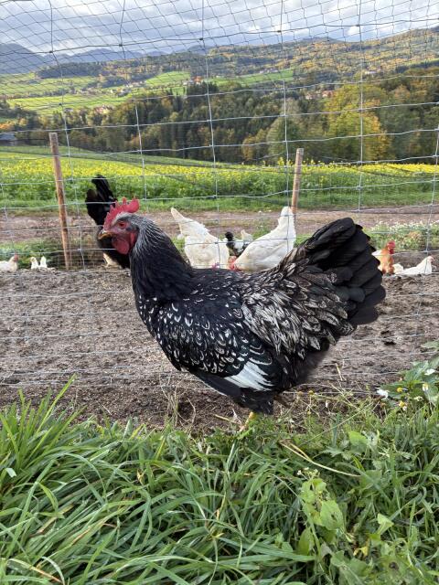 Bio Barnevelder-Hahn schwarz-silber doppeltgesäumt