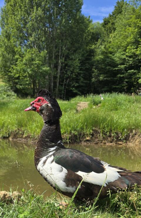 Stummenten, Warzenenten Paar