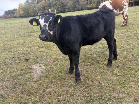 Nowag, Normande x Wagyu