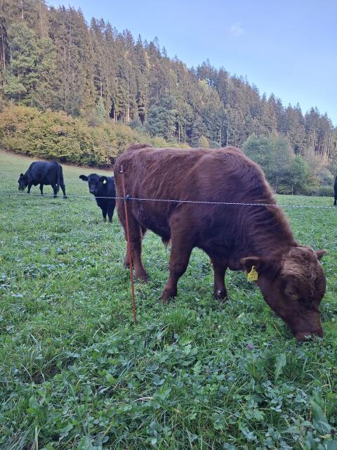 Angus-Stier